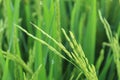 Green paddy leaves with water drops Royalty Free Stock Photo