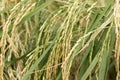 Green Paddy plant with seeds