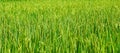 Green paddy rice. Green ear of rice in paddy rice field Royalty Free Stock Photo