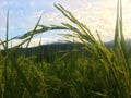 Green paddy in rice field with lighting of sunset. Real nature of countryside. Royalty Free Stock Photo