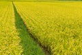 Green paddy rice field Royalty Free Stock Photo