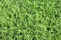 Green Paddy Rice field in South East Asia Royalty Free Stock Photo