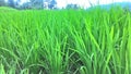 Green paddy in rice field. Spring and Summer Background Royalty Free Stock Photo