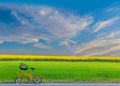 Green paddy rice field, Sunn hemp, Indian hemp, yellow plant field with the bicycle, the beautiful sky and cloud Royalty Free Stock Photo