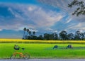 Green paddy rice field, Sunn hemp, Indian hemp, yellow plant field with the bicycle, the beautiful sky and cloud Royalty Free Stock Photo