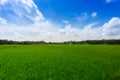 Green paddy rice field under the blue sky Royalty Free Stock Photo