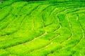 Grass. Fresh green spring grass with dew drops closeup. Soft Focus. Abstract Nature Background Royalty Free Stock Photo