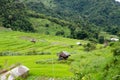 Grass. Fresh green spring grass. Soft Focus. Abstract Nature Background Royalty Free Stock Photo