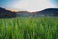 Green paddy rice fields of agriculture Royalty Free Stock Photo