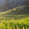 Green paddy rice fields of agriculture Royalty Free Stock Photo