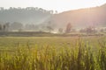 Green paddy rice fields of agriculture Royalty Free Stock Photo