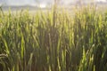 Green paddy rice fields of agriculture Royalty Free Stock Photo