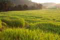 Green paddy rice fields of agriculture Royalty Free Stock Photo