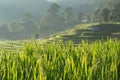 Green paddy rice fields of agriculture Royalty Free Stock Photo