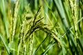 Green paddy in rice fields