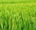 Green paddy rice. Green ear of rice in paddy rice field Royalty Free Stock Photo