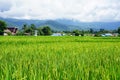 Green paddy rice. Green ear of rice in paddy rice field Royalty Free Stock Photo