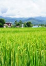 Green paddy rice. Green ear of rice in paddy rice field Royalty Free Stock Photo