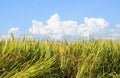 Green paddy rice plant with blue sky background Royalty Free Stock Photo