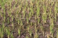 Green paddy rice seedlings and dryland