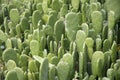 Green pads cacti growing in the back yard