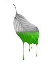 Green paint dripping from a tree leaf on a white background Royalty Free Stock Photo
