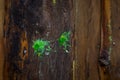 Green paintball marks Royalty Free Stock Photo