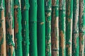 Green Painted old Bamboo Fence, wall background Royalty Free Stock Photo