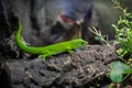 Green pair of adult chameleon lizards in plants resting in the light