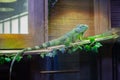 Green pair of adult chameleon lizards in plants resting in the light