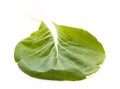 Green pak choi (Brassica rapa) leaf with veins Royalty Free Stock Photo