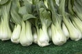 Green Pak Choi Cabbage Royalty Free Stock Photo