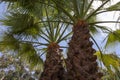 Green Palm Against the Blue Sky. View of Palm Trees Against the Sky. Royalty Free Stock Photo
