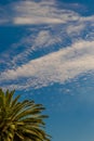 Green palm against a blue sky with white clouds Royalty Free Stock Photo