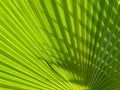 Green palm background