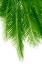 Green palm bouquet green twigs nature view of natural green abstract leaf plants on white