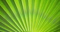 Green palm branch background macro. The texture of palm branch close up. Royalty Free Stock Photo