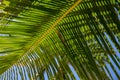 Green palm branch on blue sky background. Tropical island nature photo. Sunny day in exotic place Royalty Free Stock Photo
