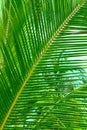 Green palm branch in the jungle. Travel and tourism in Asia