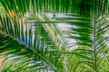 Green palm branches against blue sky. Tropical Summer vacation concept background Royalty Free Stock Photo