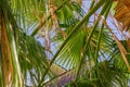 Green palm branches against blue sky. Tropical Summer vacation concept background Royalty Free Stock Photo