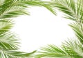Green palm branches in a frame Royalty Free Stock Photo