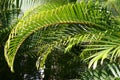 Green Palm Branches in Sunlight Royalty Free Stock Photo