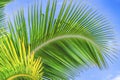 Green Palm Fronds Leaves Tree Moorea Tahiti