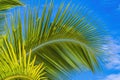 Green Palm Fronds Leaves Tree Moorea Tahiti