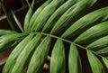 Green palm Howea leaf on black Royalty Free Stock Photo