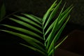 Green palm Howea leaf on black Royalty Free Stock Photo