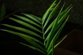 Green palm Howea leaf on black