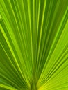 Green palm leaf Royalty Free Stock Photo