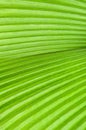 Green Palm Leaf Royalty Free Stock Photo